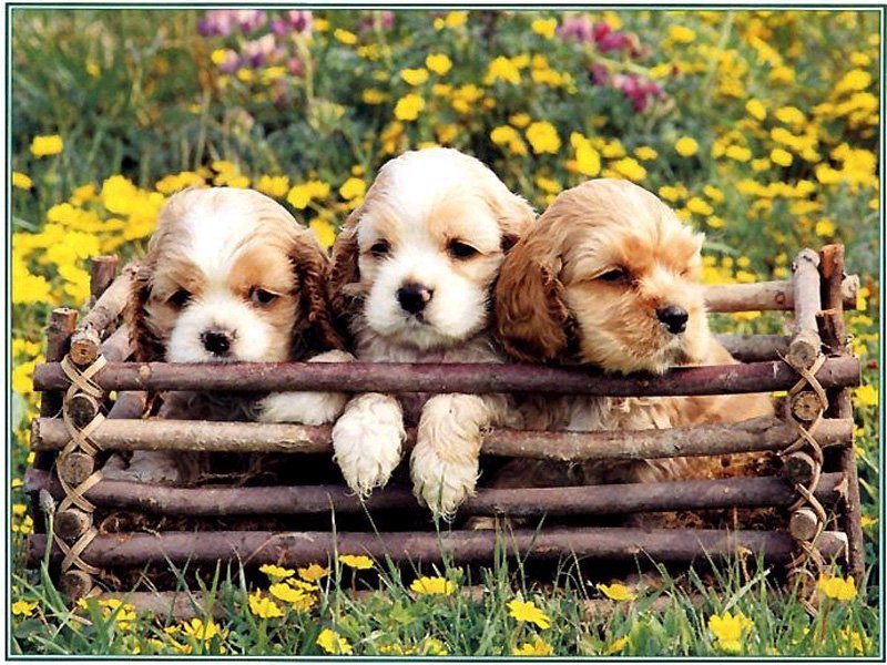Cute Puppy - Love Wallpaper Cute Puppies - HD Wallpaper 