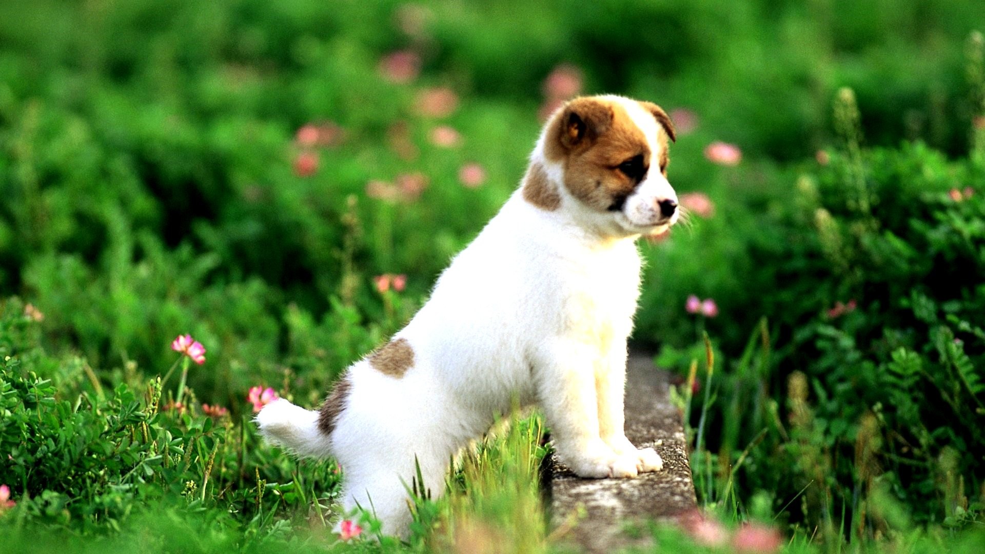 Free Puppy Wallpapers For Computer Wallpaper 1024ã768 - Animal Wallpaper Hd Download - HD Wallpaper 
