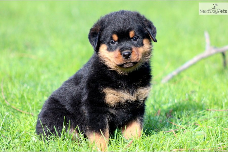 Rottweiler Puppy Sitting On Grass Picture - Dog Rottweiler Wallpaper Iphone Hd - HD Wallpaper 