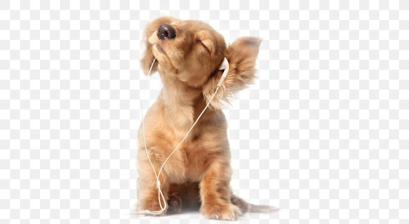 Puppy Miniature Schnauzer Poodle Desktop Wallpaper, - Listen To Music Animales - HD Wallpaper 