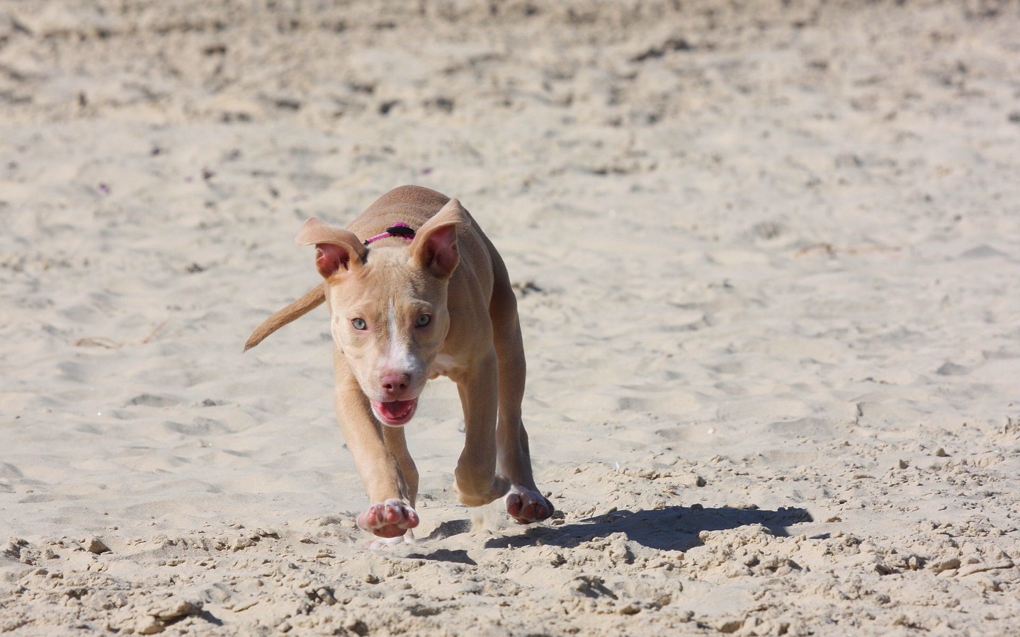 Wallpaper Pitbull, Puppy, Dog, Sand, Run - Sand Pitbull - HD Wallpaper 