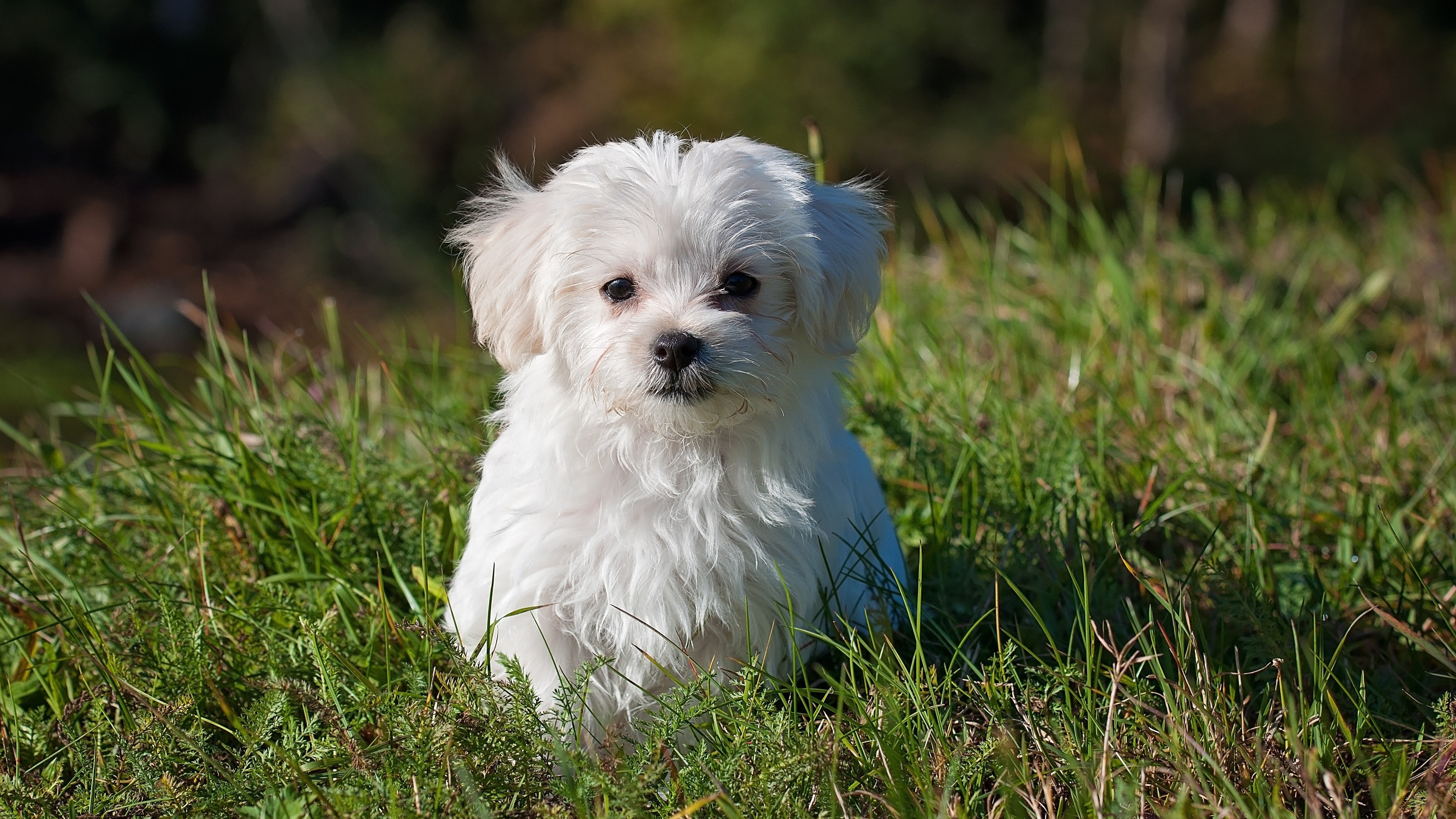 White Dog Baby 4k Wallpaper - Maltese Mix Dog - HD Wallpaper 