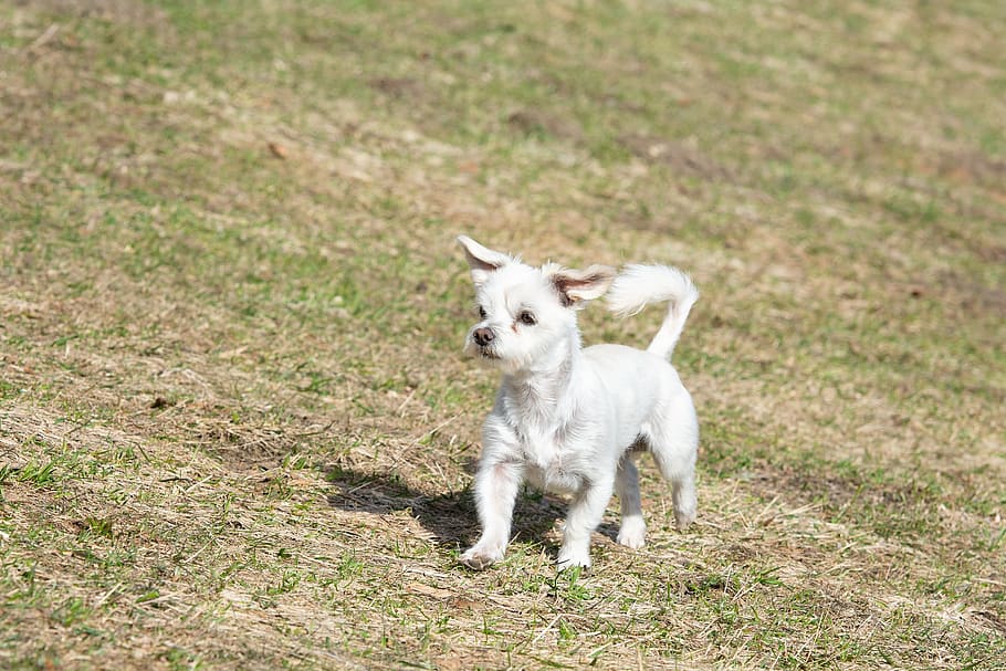 Dog, White, Meadow, Out, Nature, In Motion, Run, Small, - Companion Dog - HD Wallpaper 