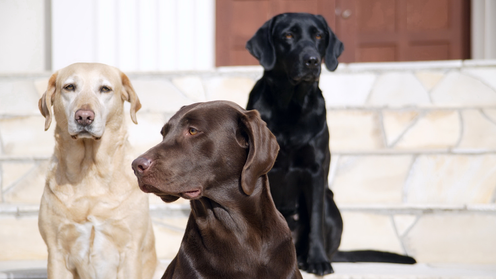 Labrador Retriever Puppy Wallpapers - Yellow Black Chocolate Lab - HD Wallpaper 