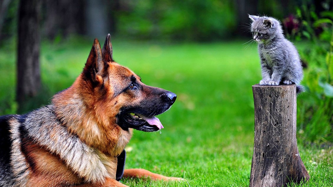 Download Wallpaper Big German Shepherd Dog And A Kitten - German Shepherd Dog Cute - HD Wallpaper 