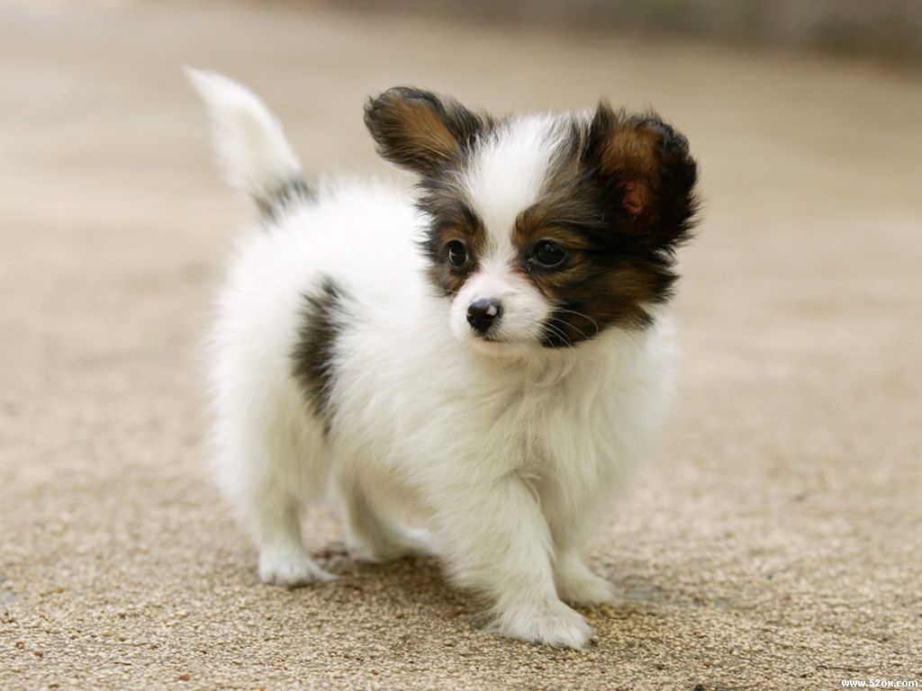 Cute Papillon Puppies - HD Wallpaper 