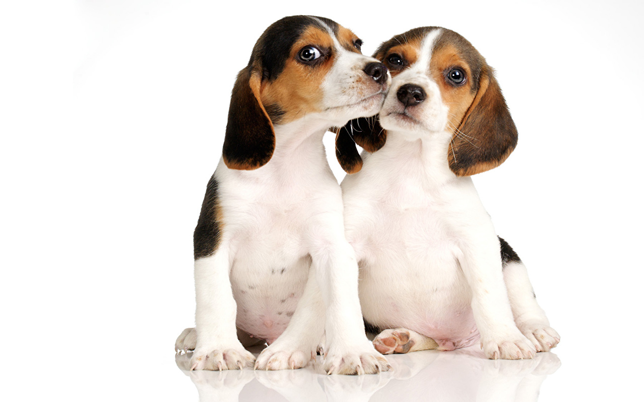 Cute Beagle Puppy - HD Wallpaper 