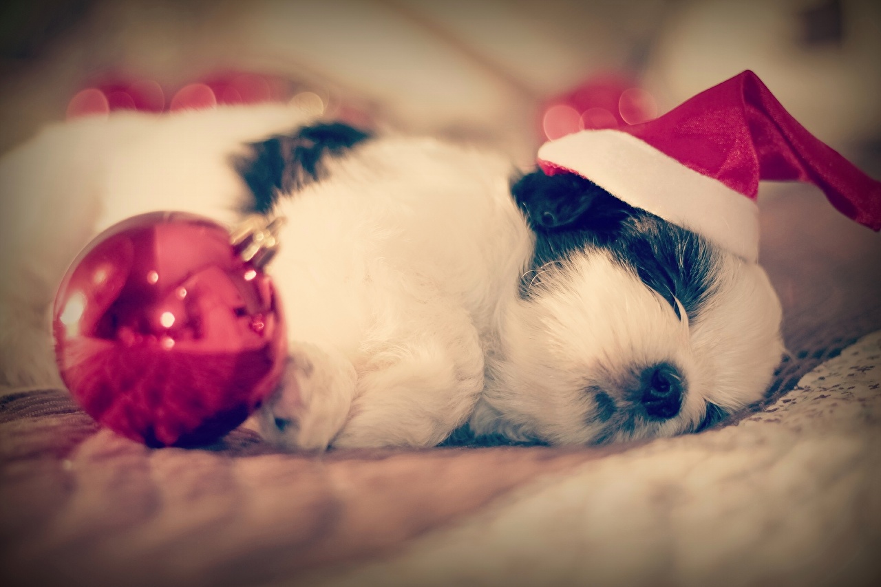 Cute Christmas Wallpaper Of Dogs - HD Wallpaper 