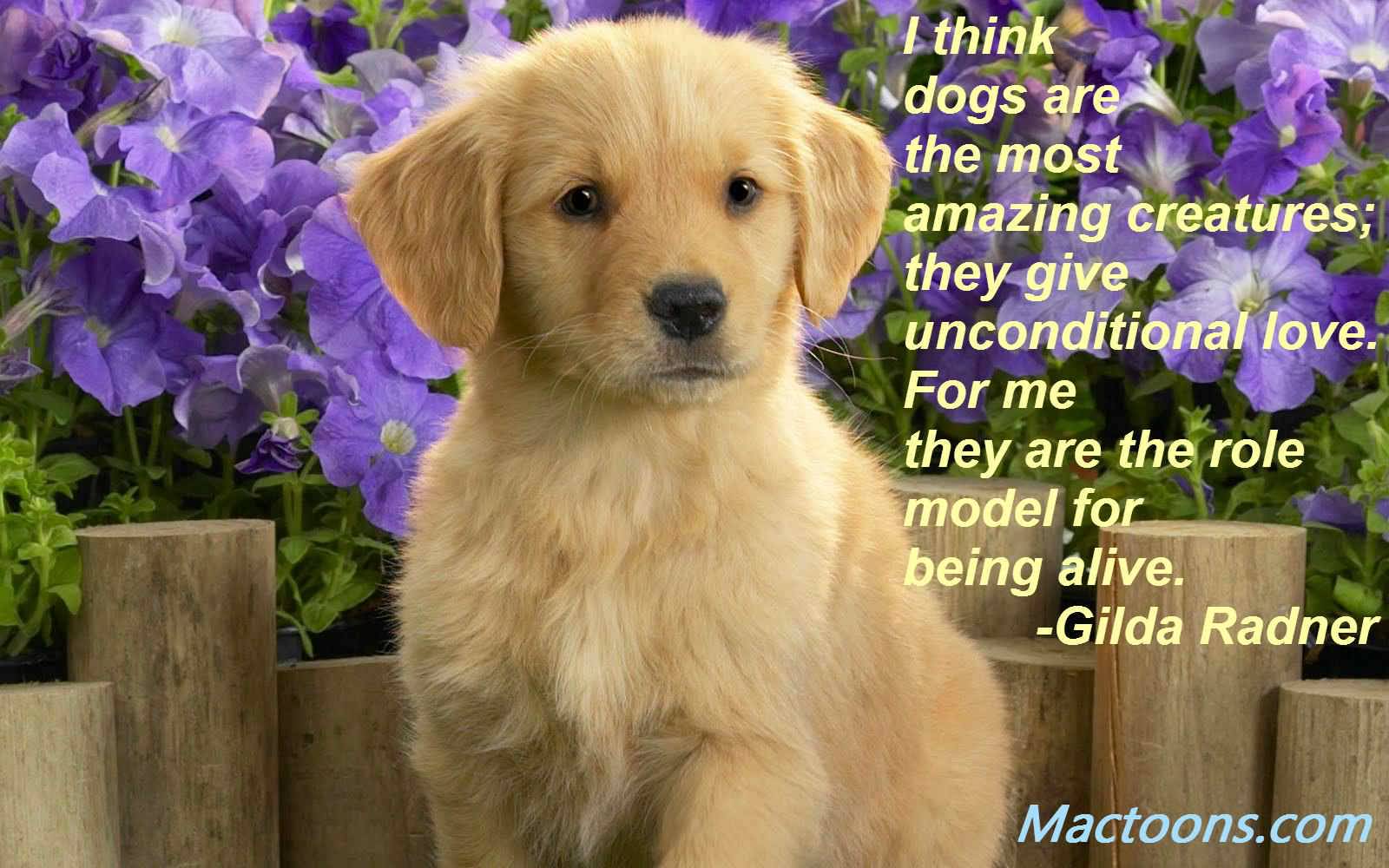 Puppy Love Quotes Meme Image - Golden Retriever Cute Puppies - HD Wallpaper 