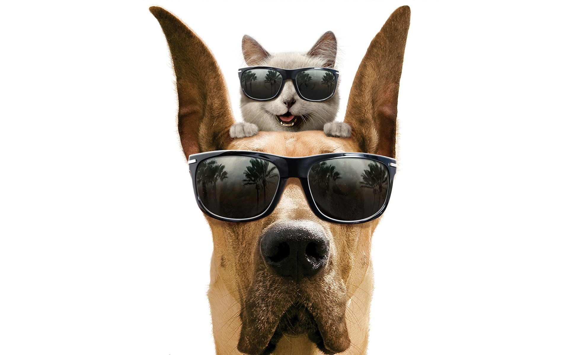 Dogs Dog Funny Pet Cute Mammal Canine Portrait Humor - HD Wallpaper 