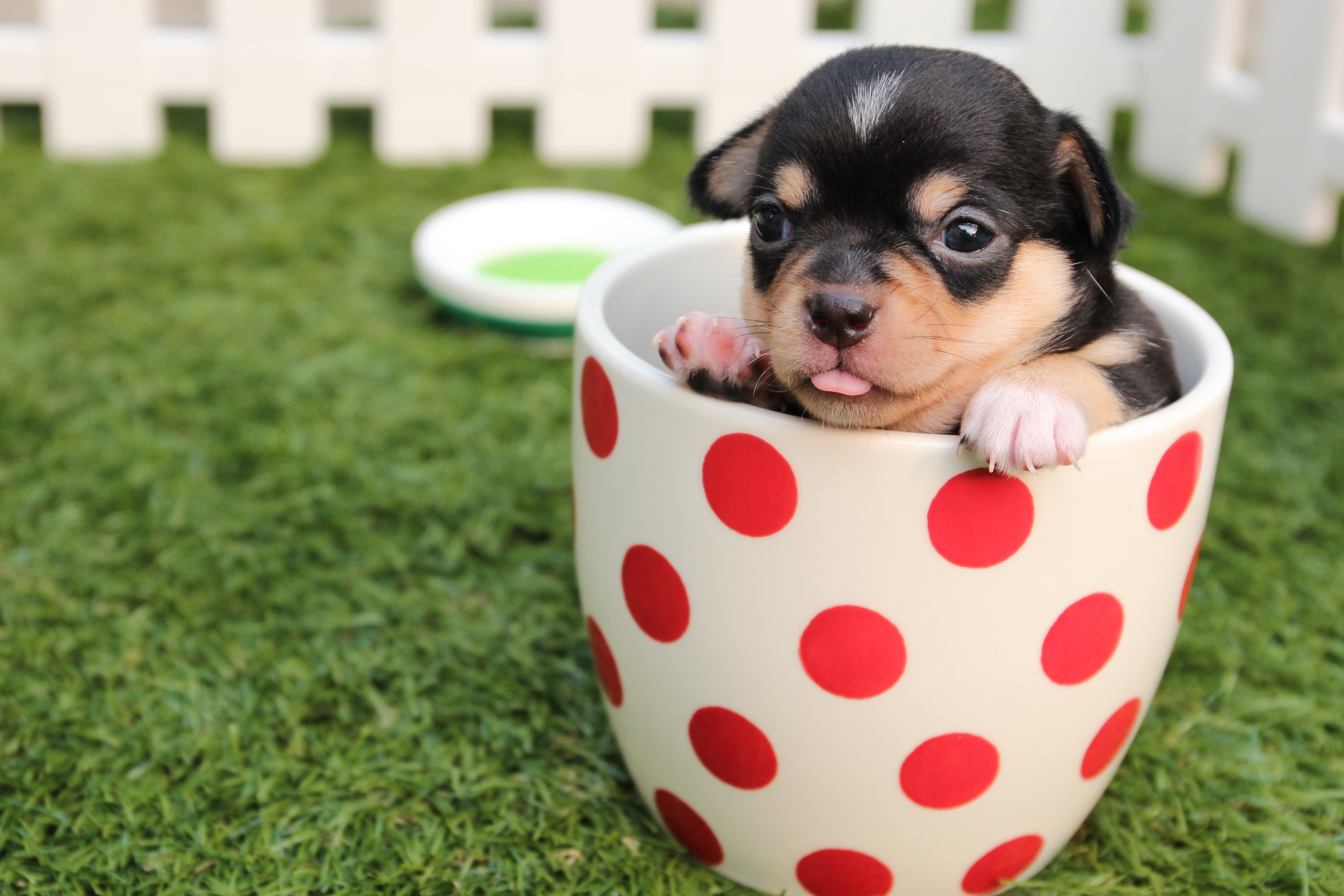Puppy In A Mug - HD Wallpaper 