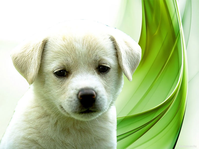 3d Wallpaper Of Dog - 800x600 Wallpaper - teahub.io