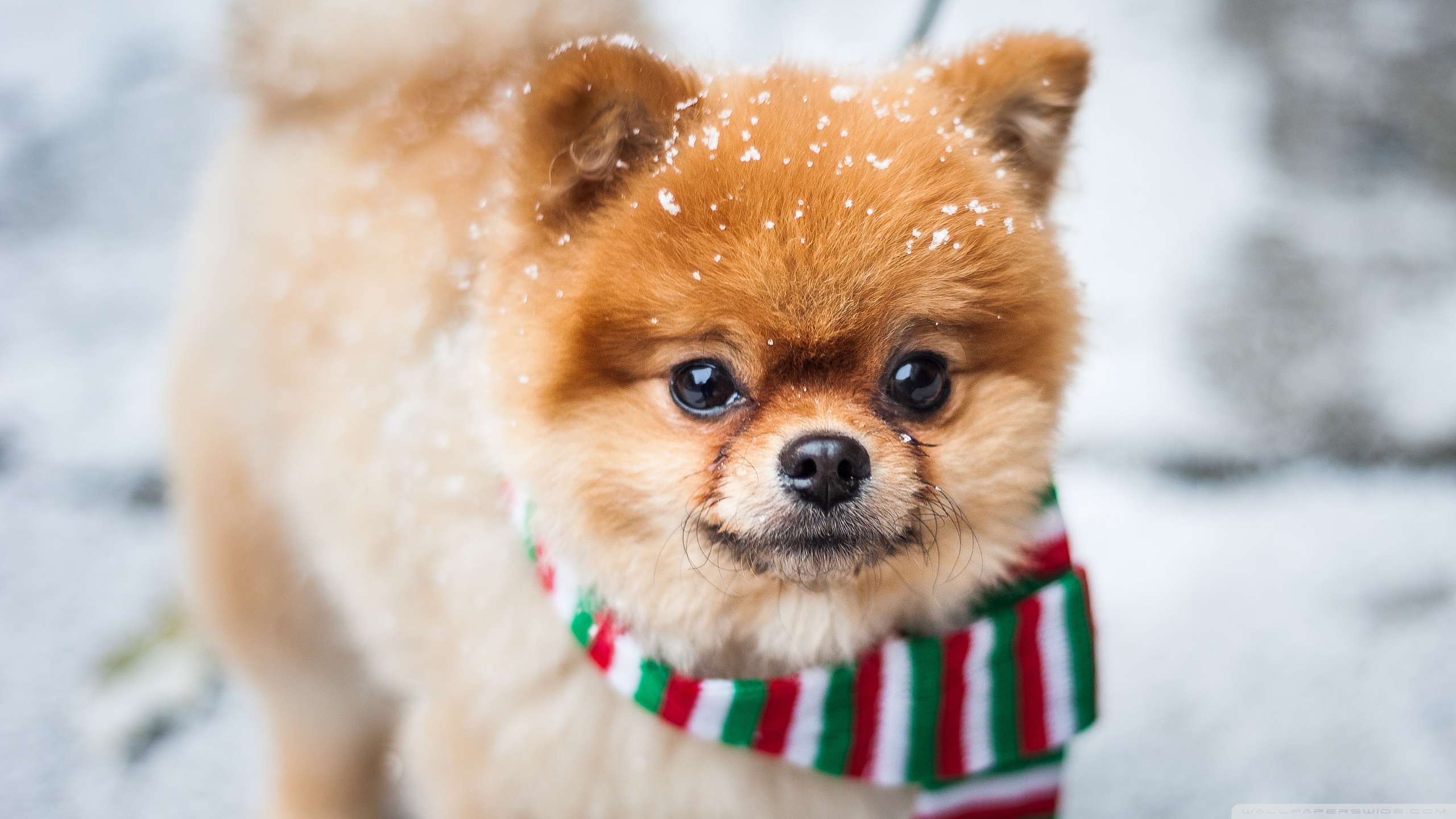 Pomeranian Dog Wallpaper - HD Wallpaper 