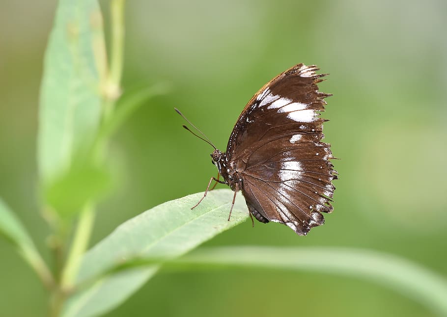 Butterfly - HD Wallpaper 