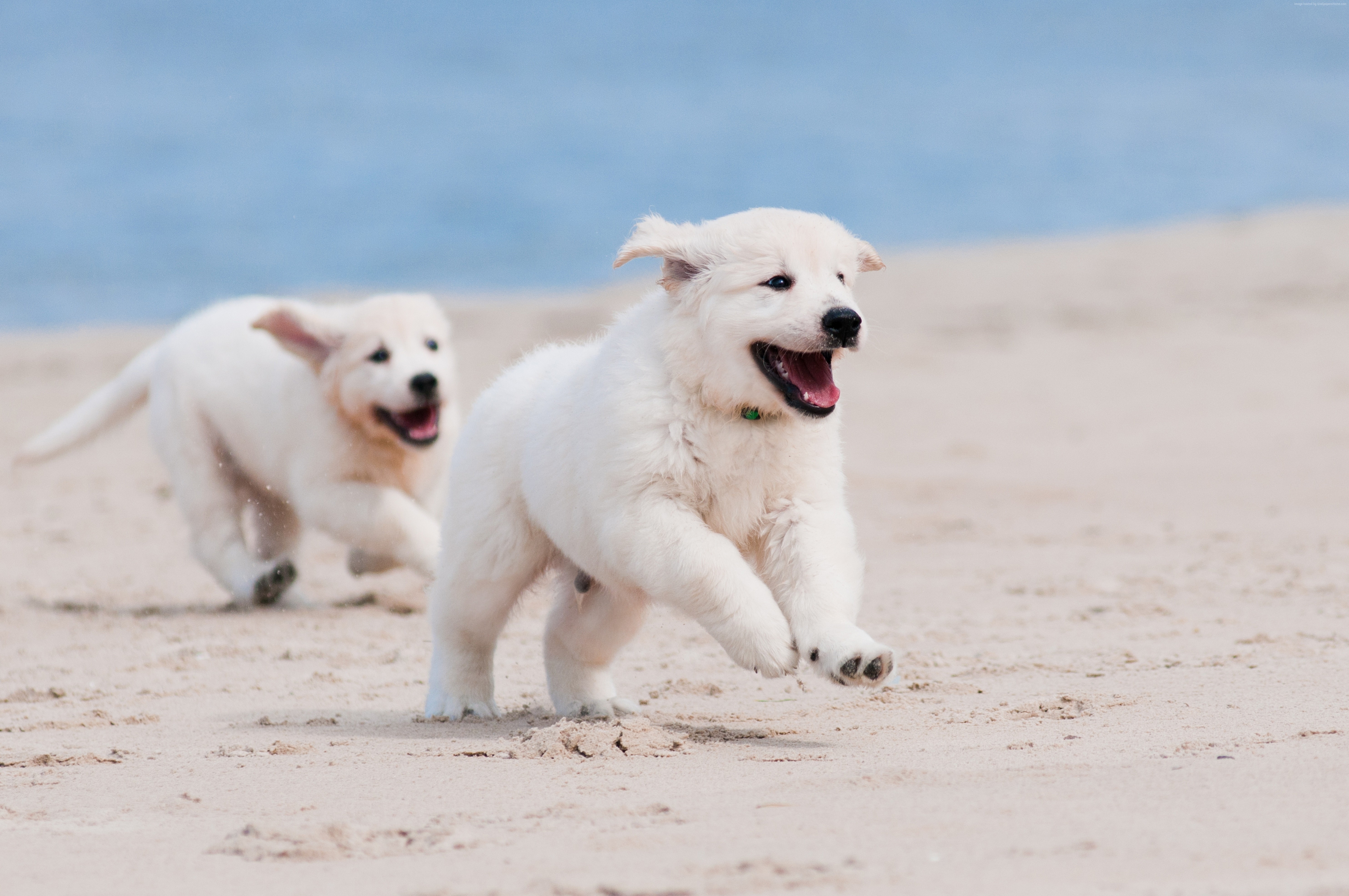 Puppy Running On Beach - HD Wallpaper 