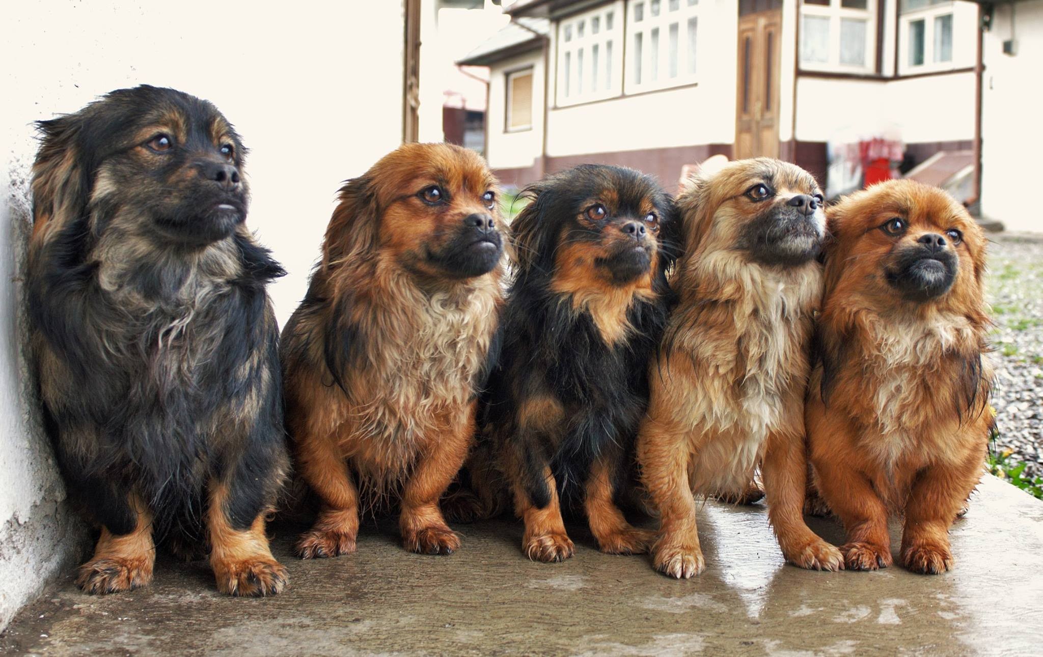 Download Dog Wallpapers, Free Images, Pets, Dog Eye, - Companion Dog - HD Wallpaper 