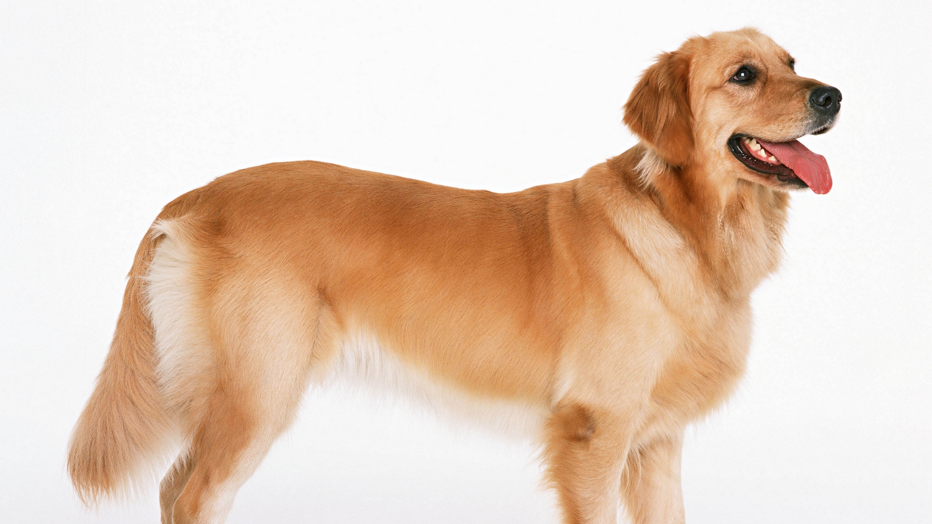 Wallpaper Dog, White, Wool - Dog Images Hd Download - HD Wallpaper 