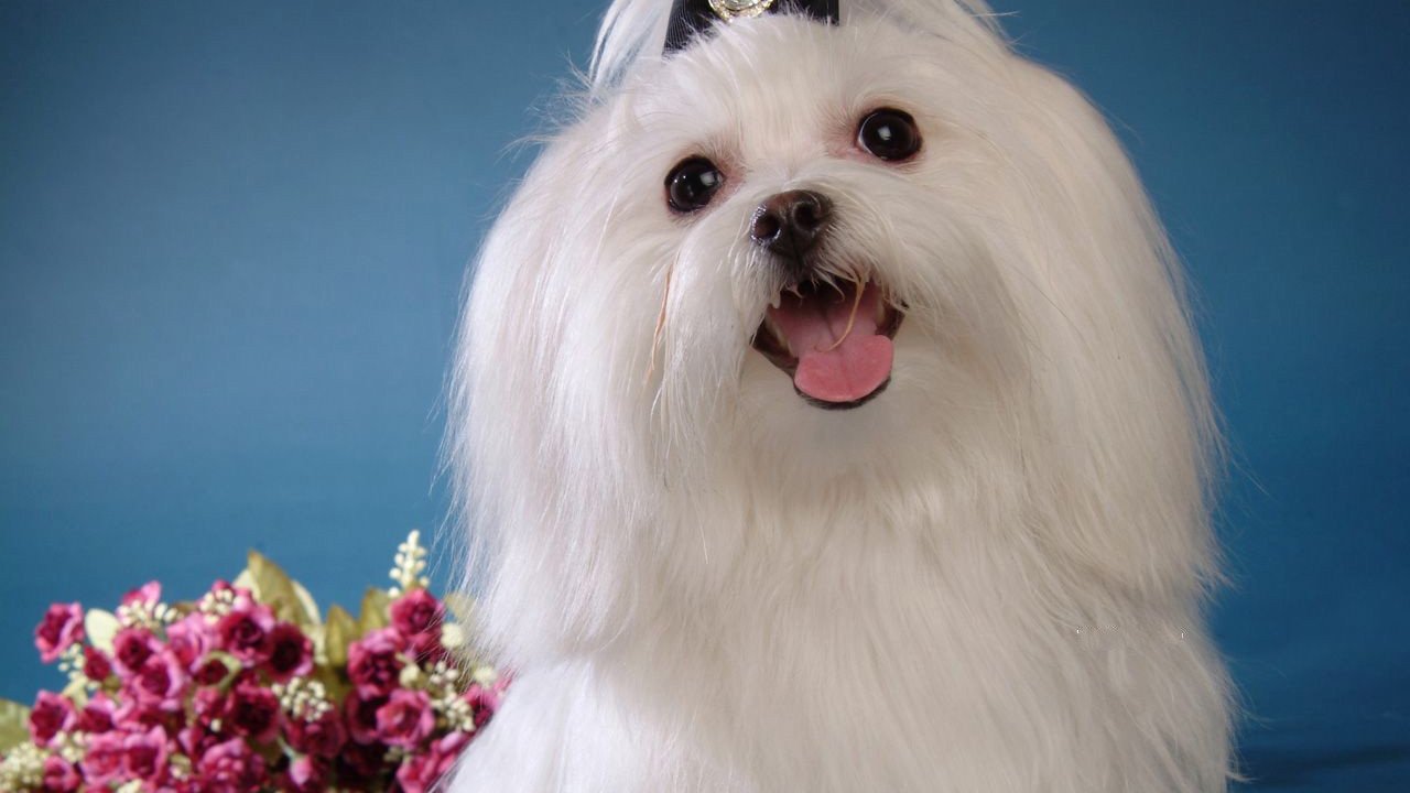 Maltese, Puppy, Flower, Sweet, Dog, Animal, High, Resolution, - Maltese Dog - HD Wallpaper 