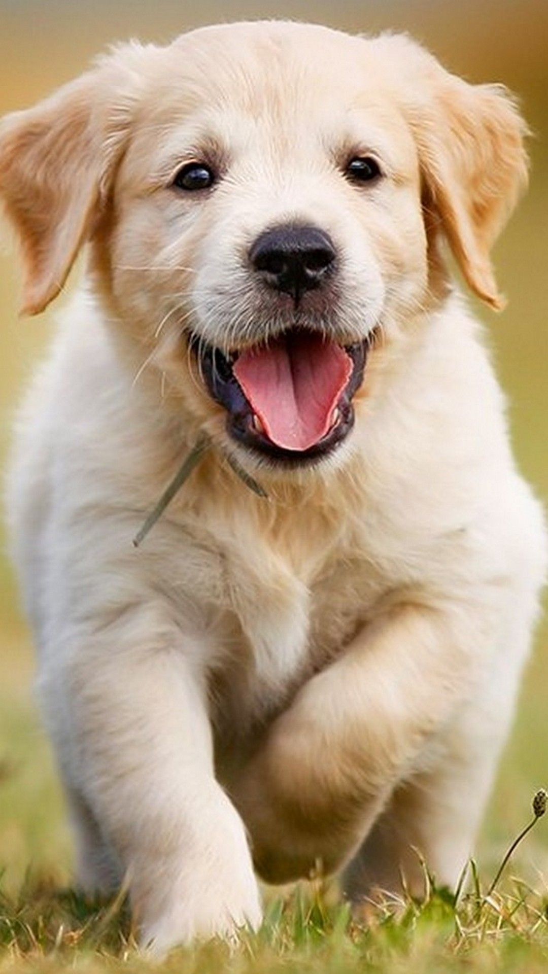 Golden Retriever Wallpaper Phone - HD Wallpaper 