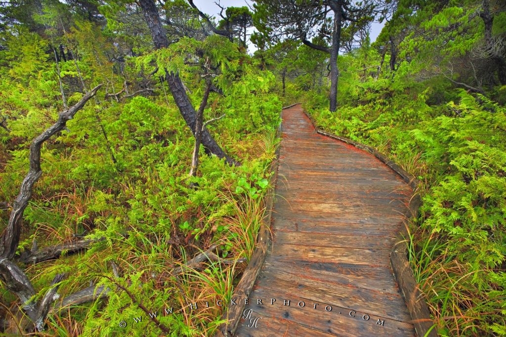 Photo Shorepine Bog Trail Pacific Rim National Park - Pacific Rim National Park Trails - HD Wallpaper 