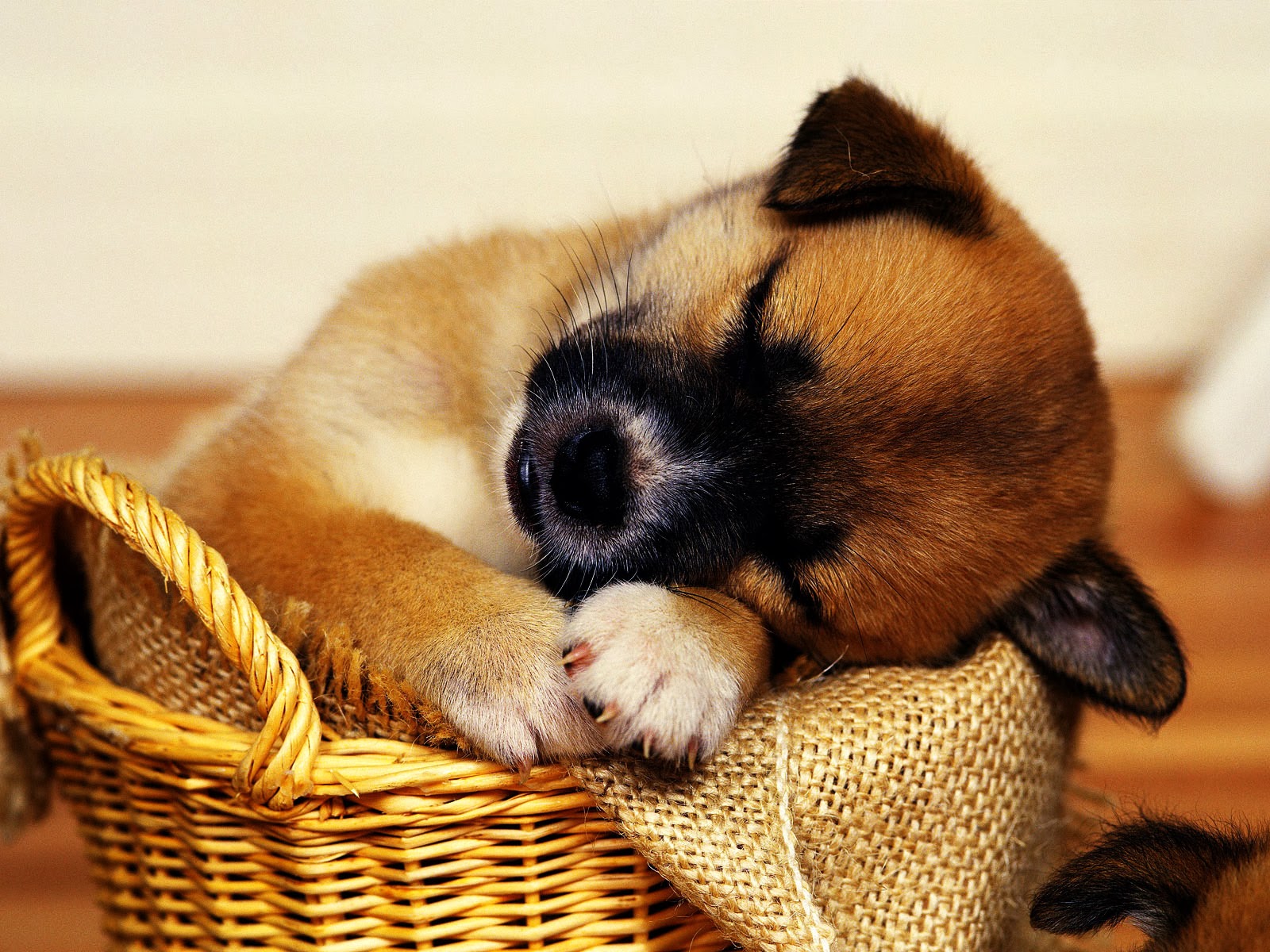 Good Night Images Cute - HD Wallpaper 