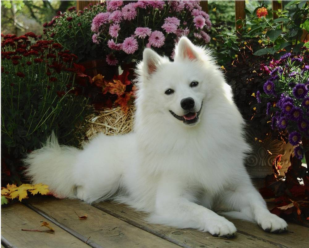 Dogs Wallpapers - Beautiful Dogs Hd - 1000x802 Wallpaper Dogs Wallpapers - Beautiful Dogs Hd - 1000x802 Wallpaper