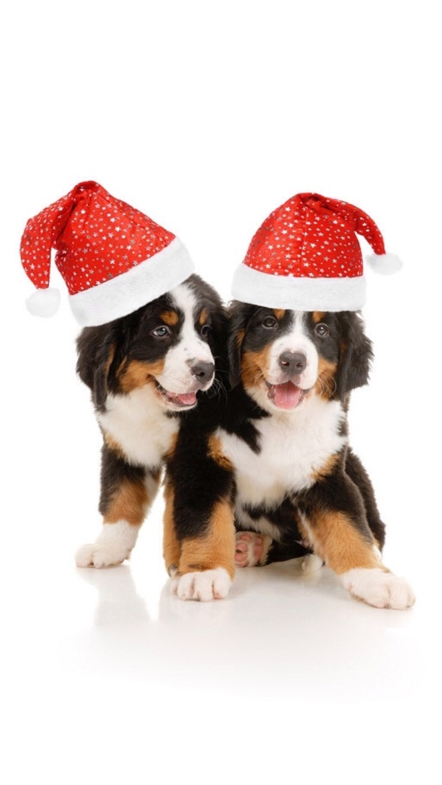 Christmas Puppies Wallpapers Free - Christmas Puppy Wallpaper Iphone - HD Wallpaper 