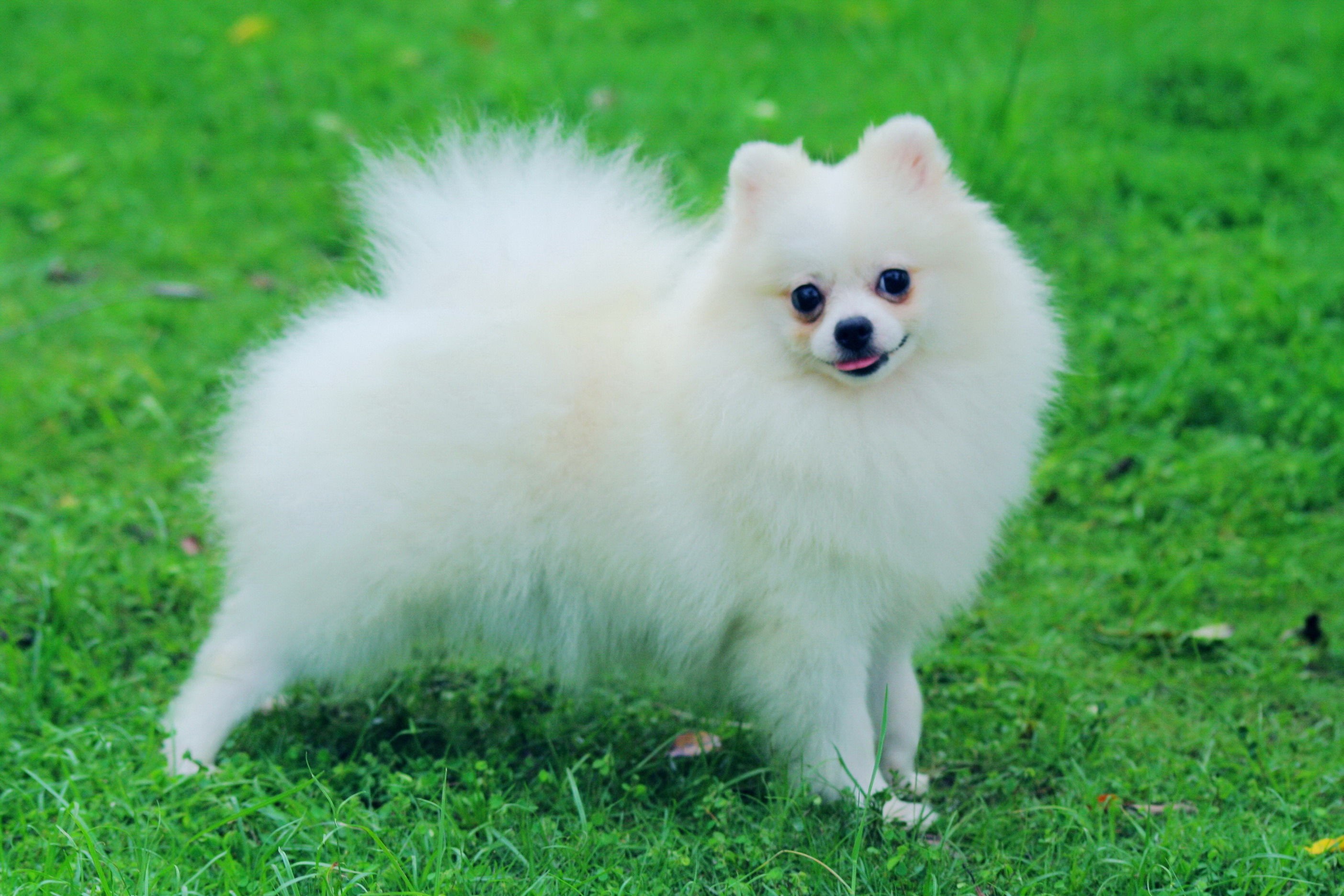 Animal, Pomeranian, White, Dog, Widescreen, High, Definition