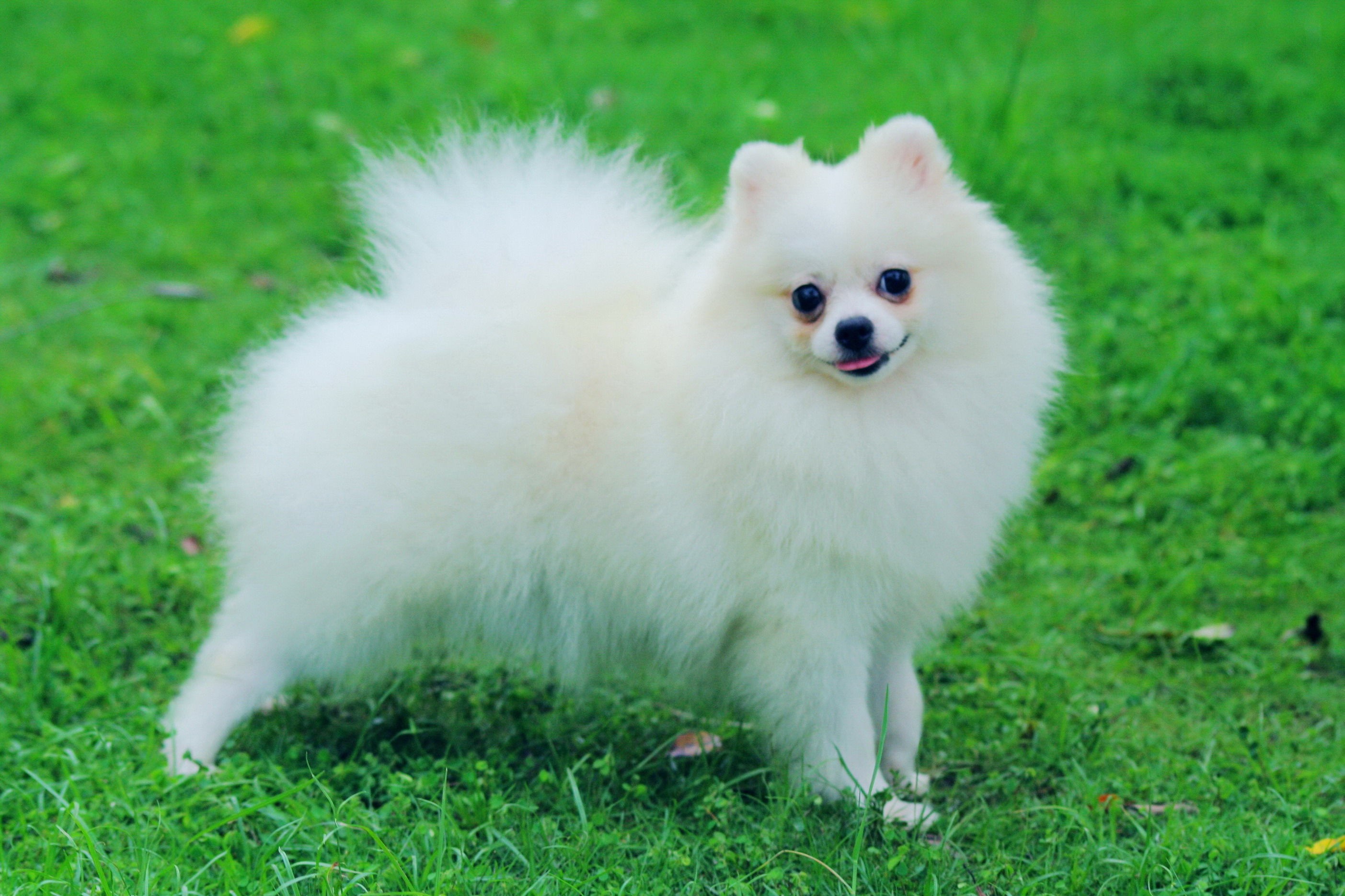 Animal, Pomeranian, White, Dog, Widescreen, High, Definition, - Pomeranian Dog - HD Wallpaper 