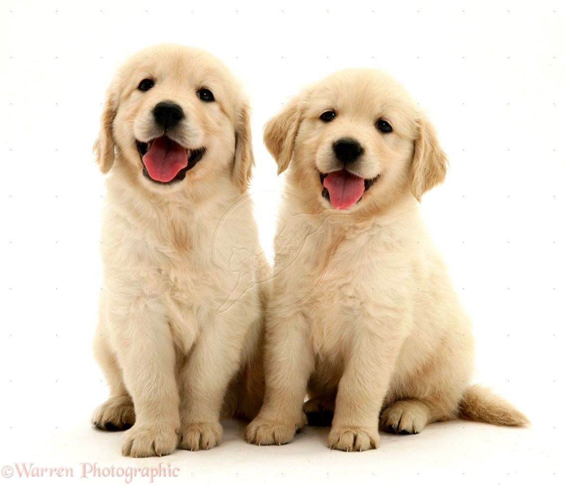 Cute White Golden Retriever Puppies Wallpaper Mans - Golden Retriever Cute Puppies - HD Wallpaper 
