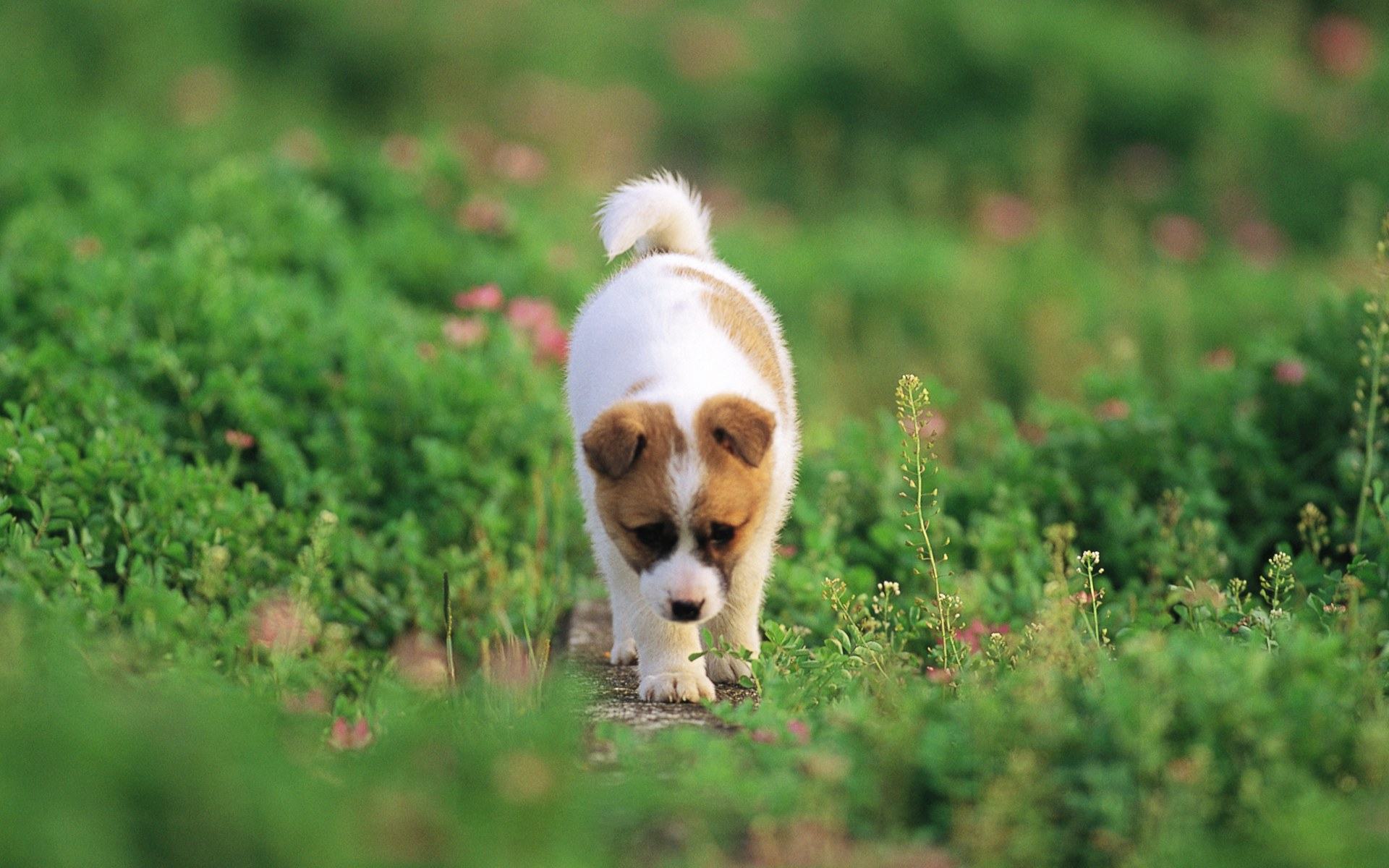 Cute Puppy Dog Wallpapers Image Download - Lovely Dogs Hd - HD Wallpaper 