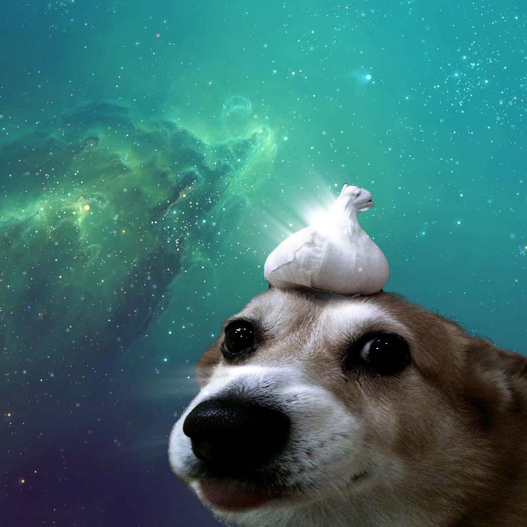 Garlic Dog Wallpaper Engine - Garlic Dog - HD Wallpaper 