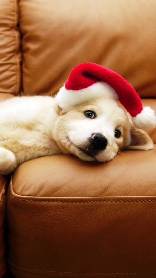 Christmas Puppy Wallpaper Iphone - HD Wallpaper 