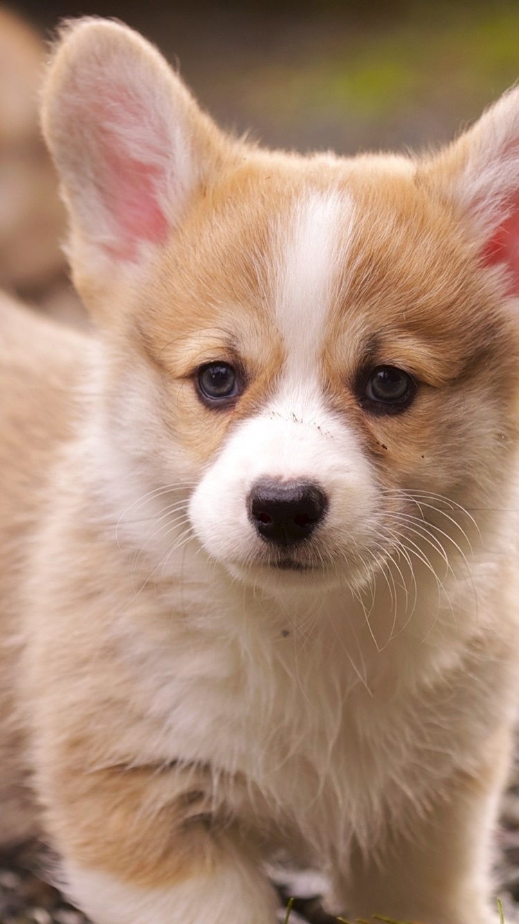 Iphone Wallpaper Corgi Puppy - Iphone Corgi Wallpaper Hd - 750x1334