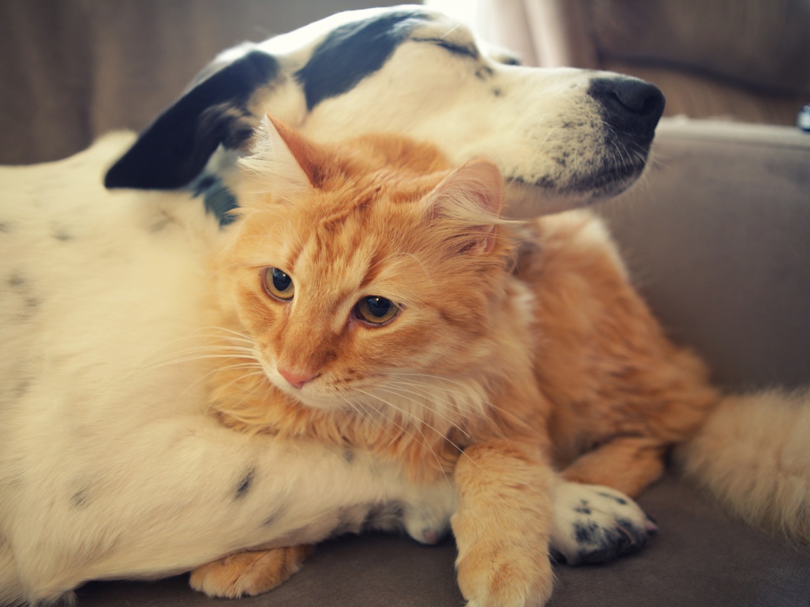 Cat Dog Love Each Other - HD Wallpaper 