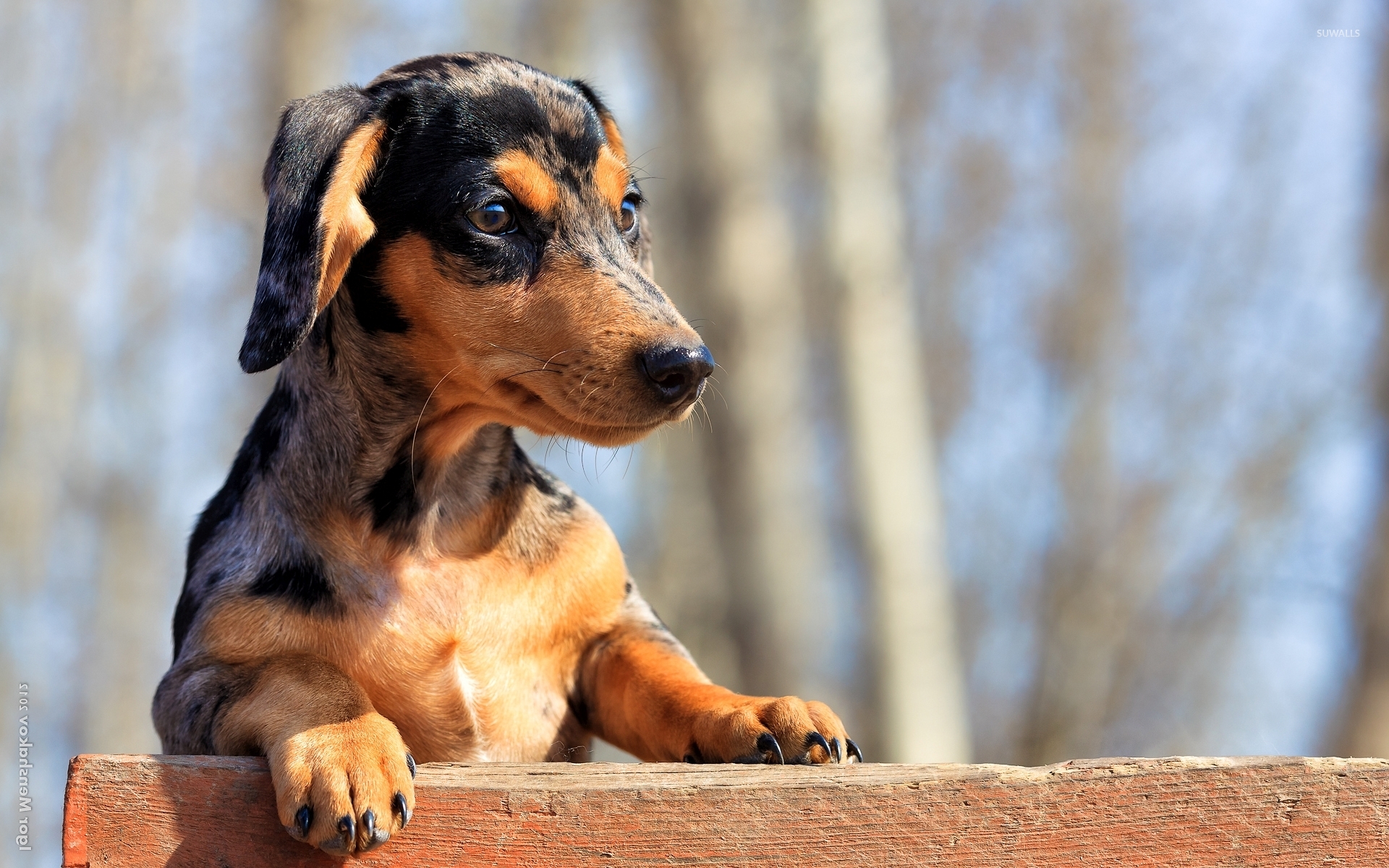 Companion Dog - HD Wallpaper 