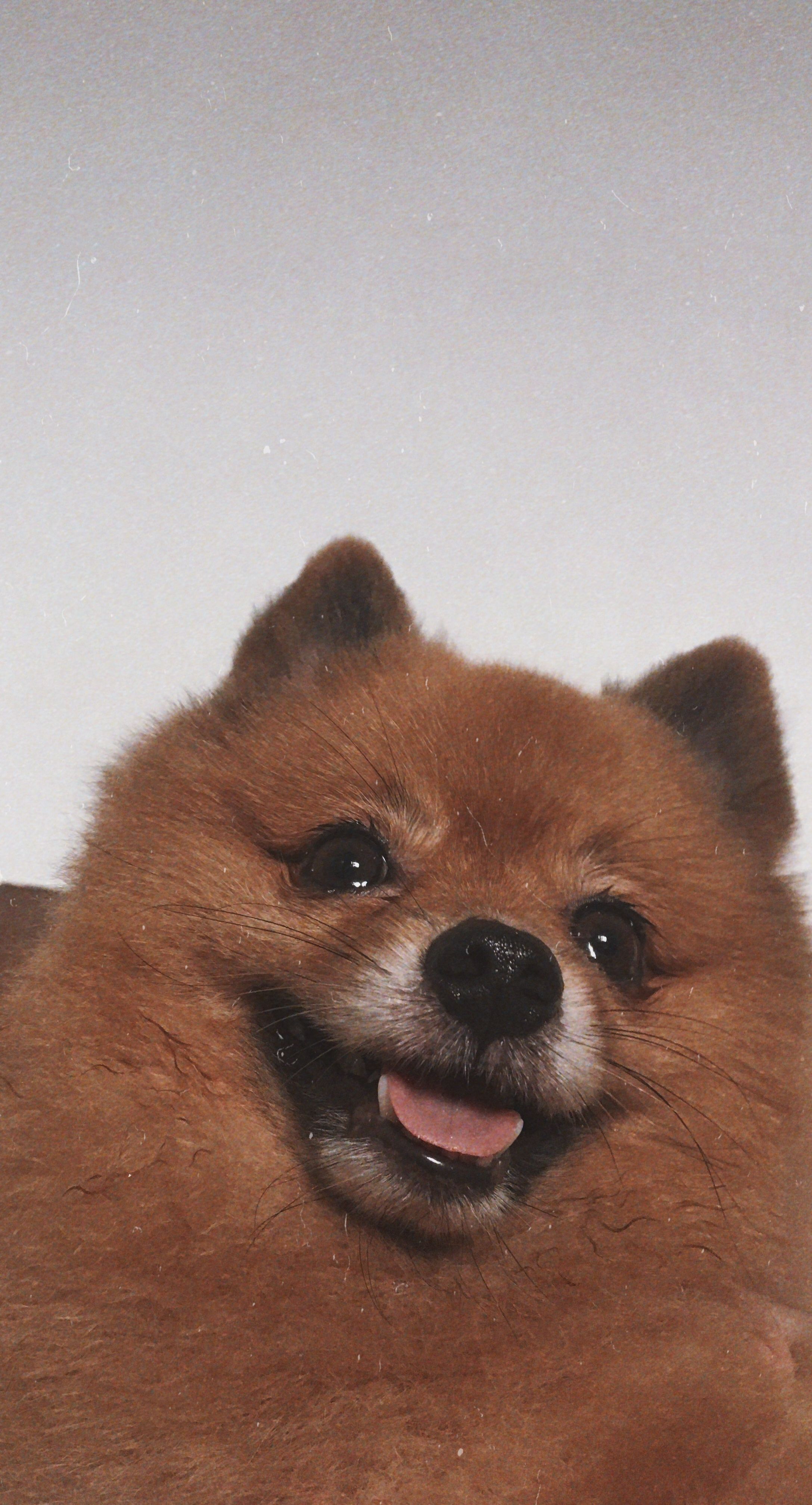 Pomeranian Dog Hd Wallpaper Iphone - HD Wallpaper 