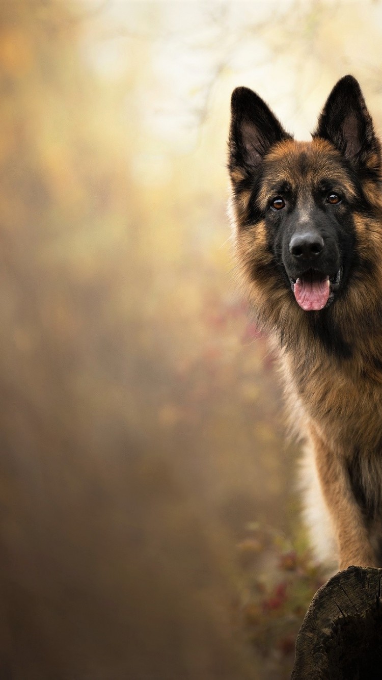 German Shepherd, Dogs - HD Wallpaper 