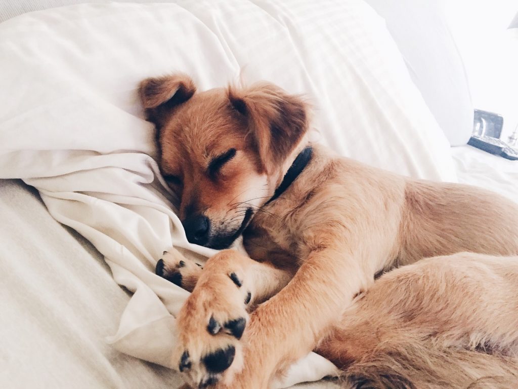 Dog Lover Quotes - 1024x768 Wallpaper Dog Lover Quotes - 1024x768 Wallpaper