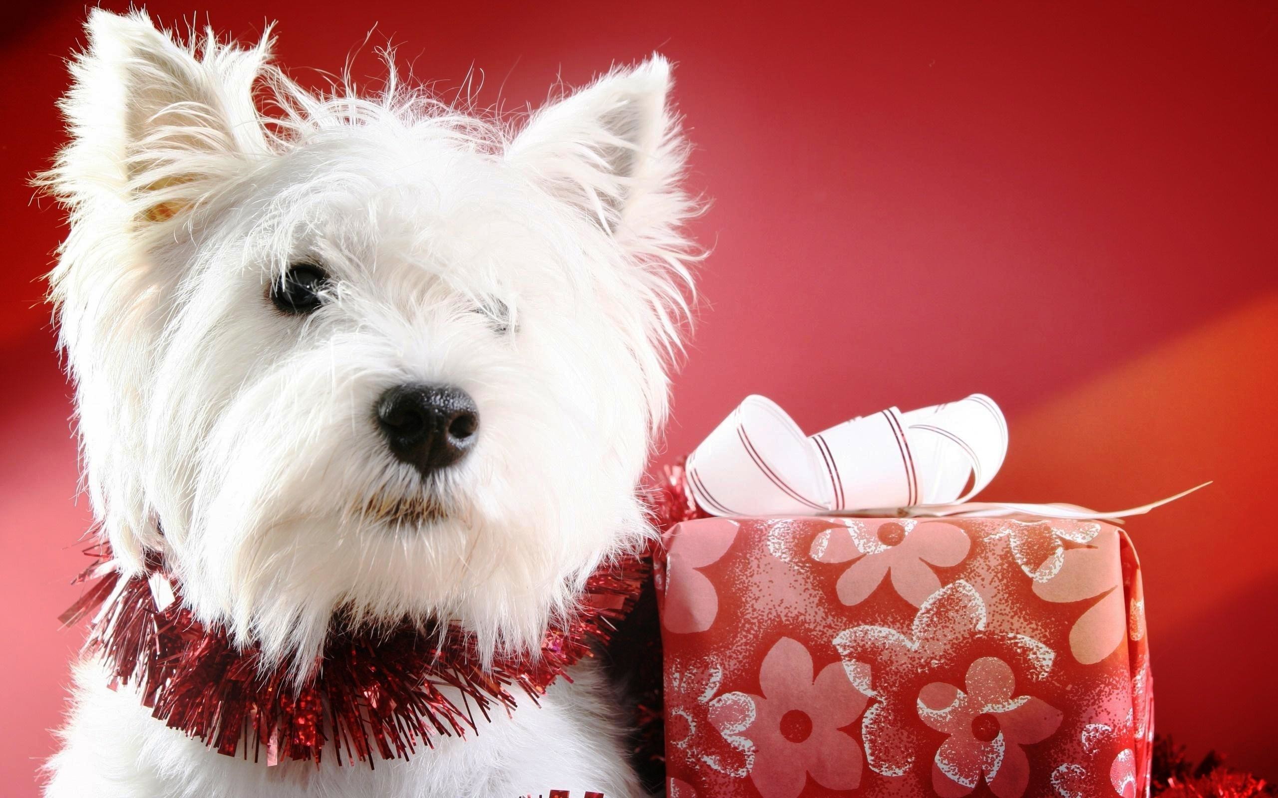 2560x1600, Image For Cute Christmas Puppies Wallpaper - Merry Christmas Westie - HD Wallpaper 