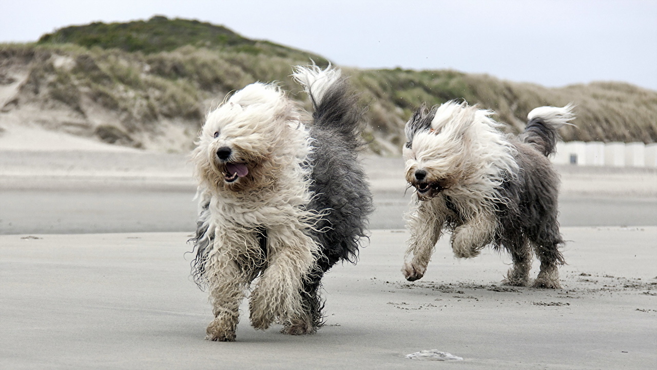 English Sheep Dog Running 1280x720 Wallpaper teahub.io