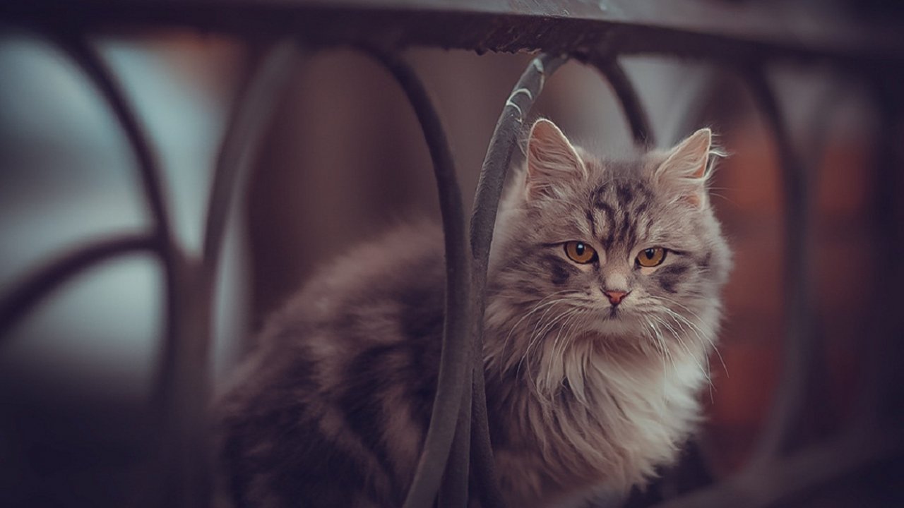Animal Images Hd, Funny Wallpapers, Hd Wallpaper, Cute - Domestic Long-haired Cat - HD Wallpaper 