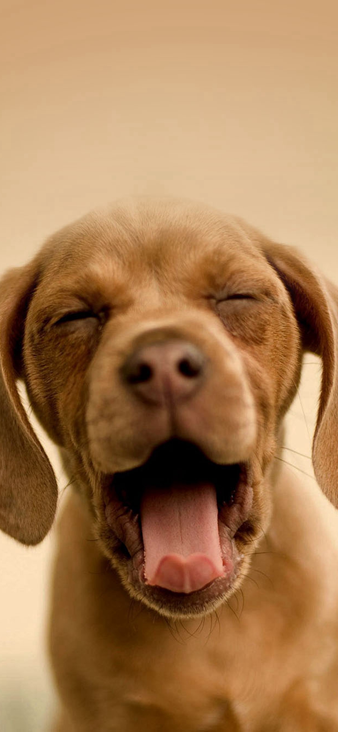 Cute Puppy Iphone X Wallpaper Hd - 1125x2436 Wallpaper Cute Puppy Iphone X Wallpaper Hd - 1125x2436 Wallpaper