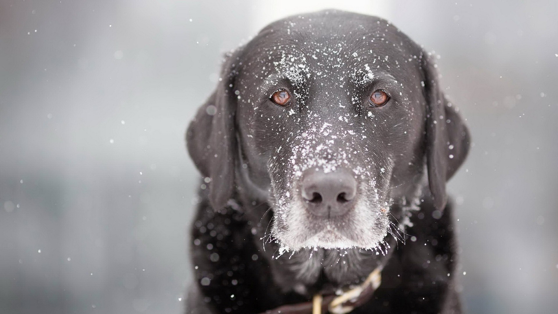 Black Dog During Winter Season Hd Wallpapers - Winter Wallpapers Hd Free Download - HD Wallpaper 