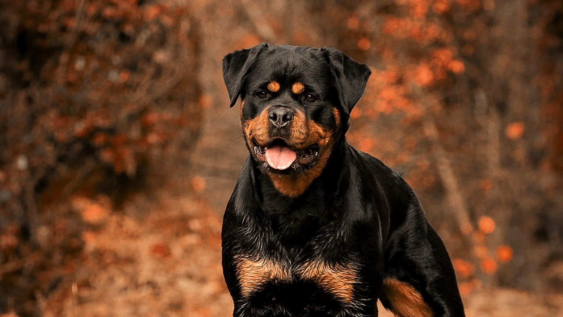 Wallpaper Rottweiler, Dog, Autumn, Walk - Rottweiler Wallpaper 4k Hd - HD Wallpaper 