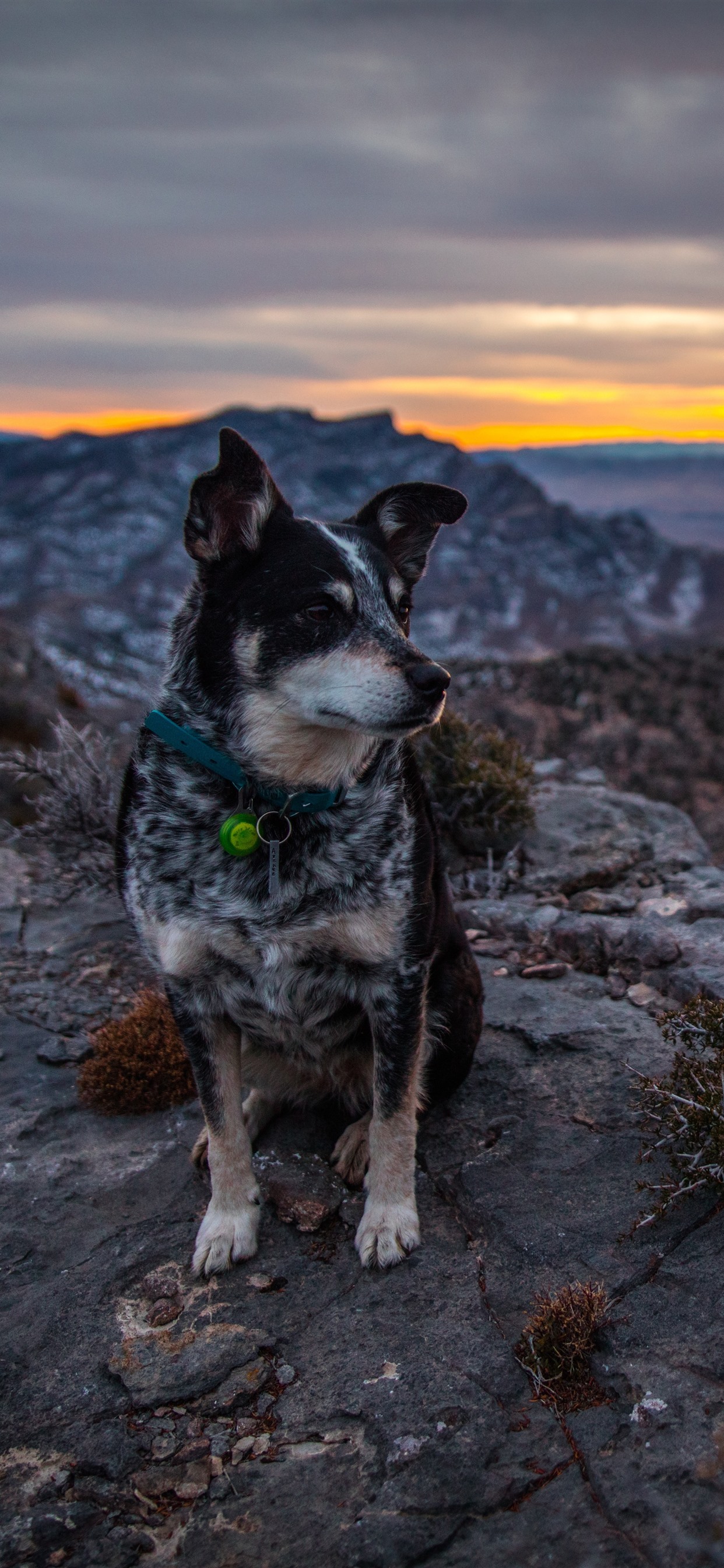 Iphone Wallpaper Dog Sit On Ground, Mountains, Sunset - Iphone Wallpaper Dog - HD Wallpaper 