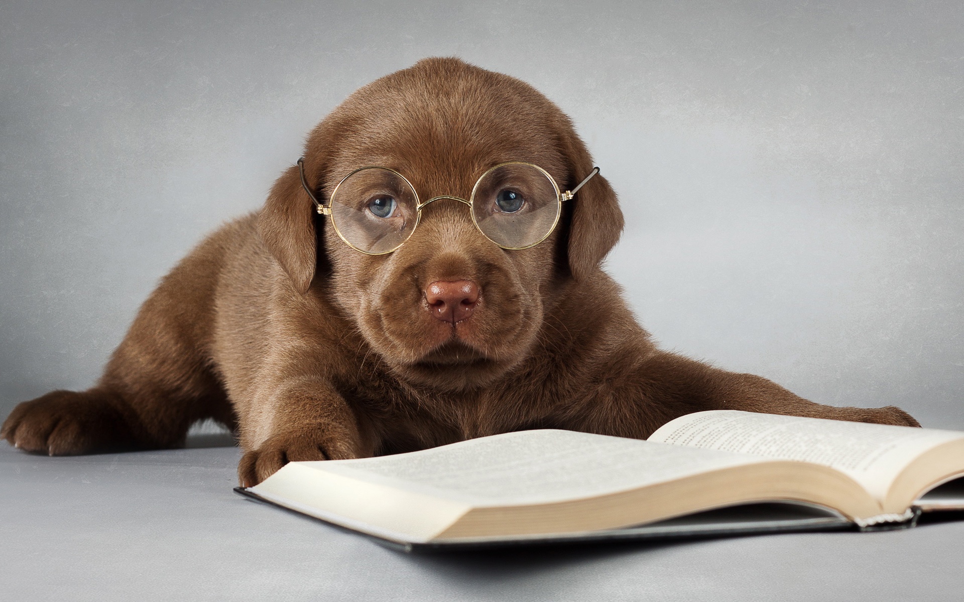 Wallpaper Labrador Dog, Brown, Read A Book, Glasses - Dog Read A Book - HD Wallpaper 