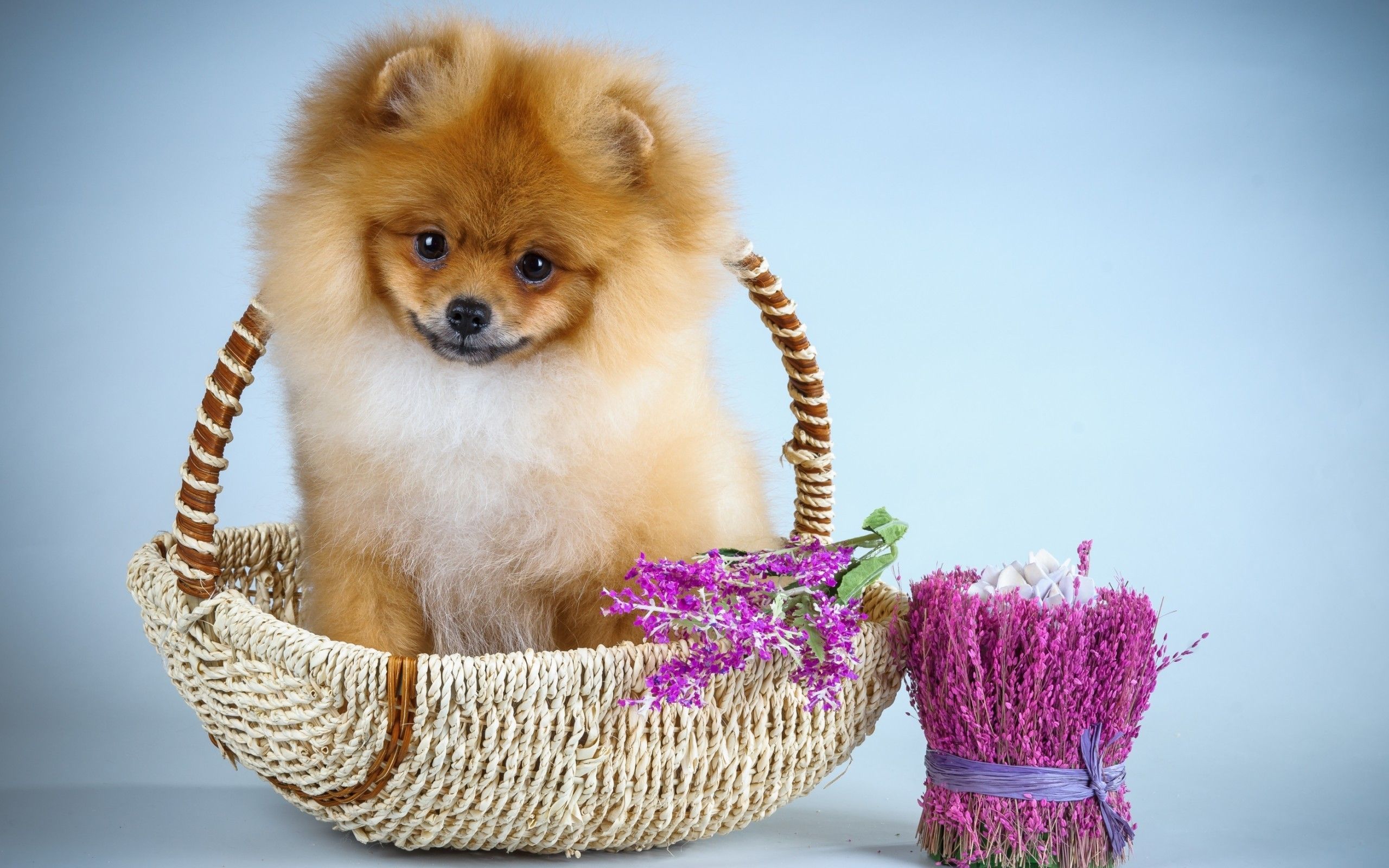 Puppy Animal Pomeranian Pink Blue Flower Dog Sweet - Pomeranian Pink Cute Puppy - HD Wallpaper 