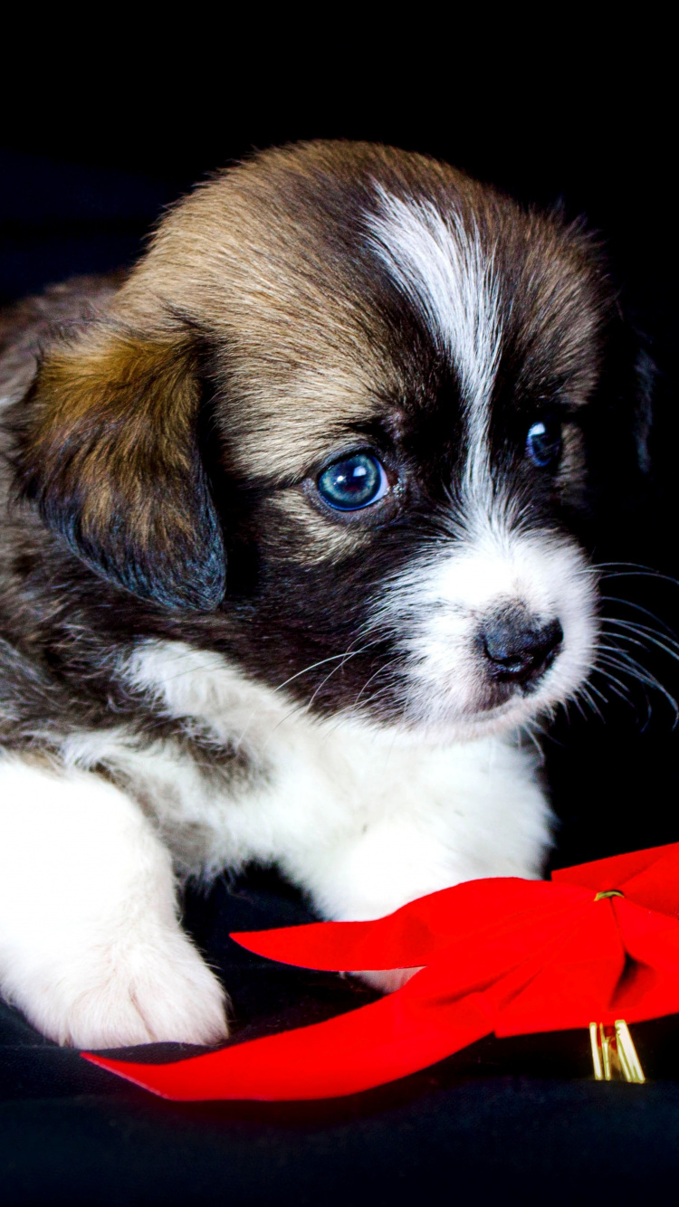 Cute Puppy, Adorable, Animal, Pet, Wallpaper - Cute Puppy Images Hd - HD Wallpaper 