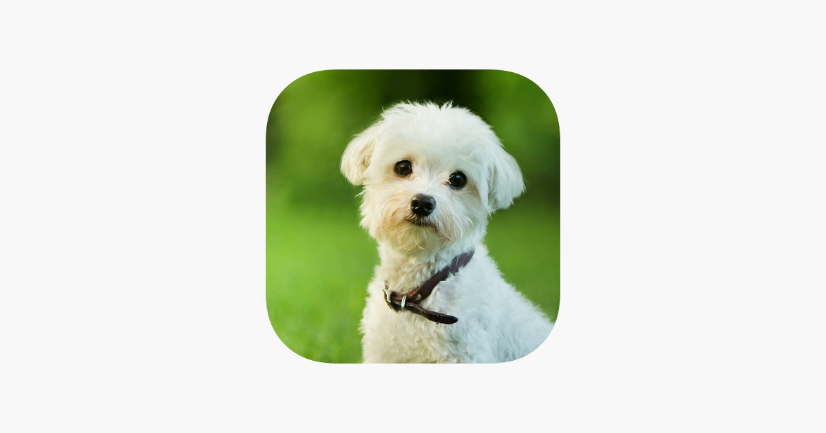 Bolognese - HD Wallpaper 